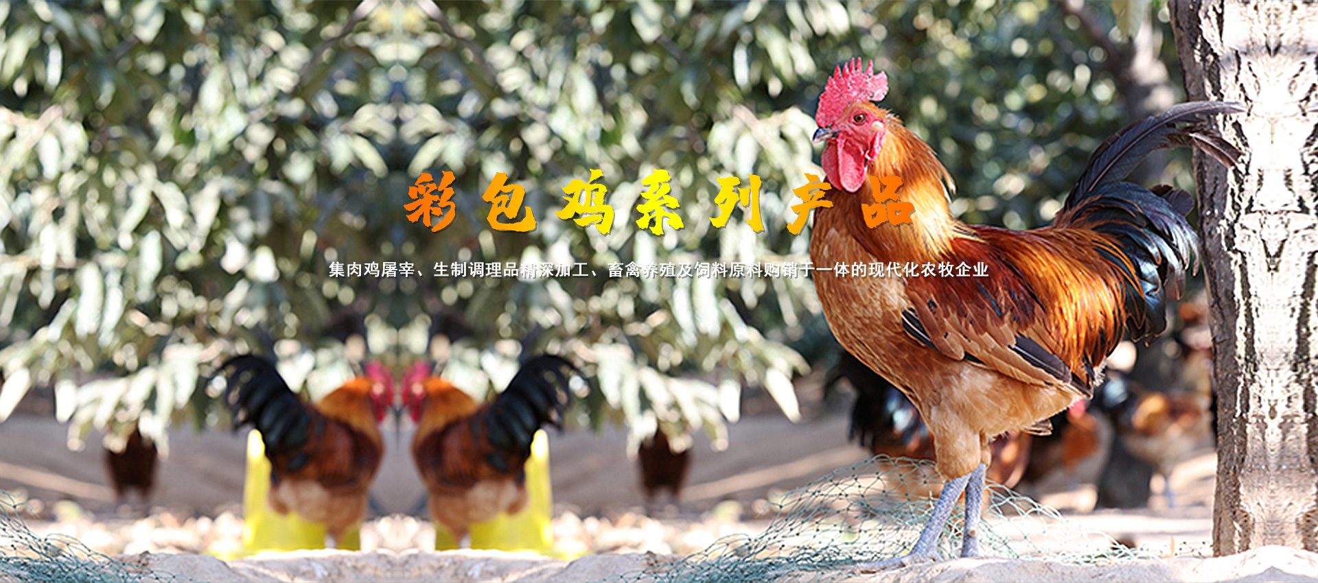 彩包雞
